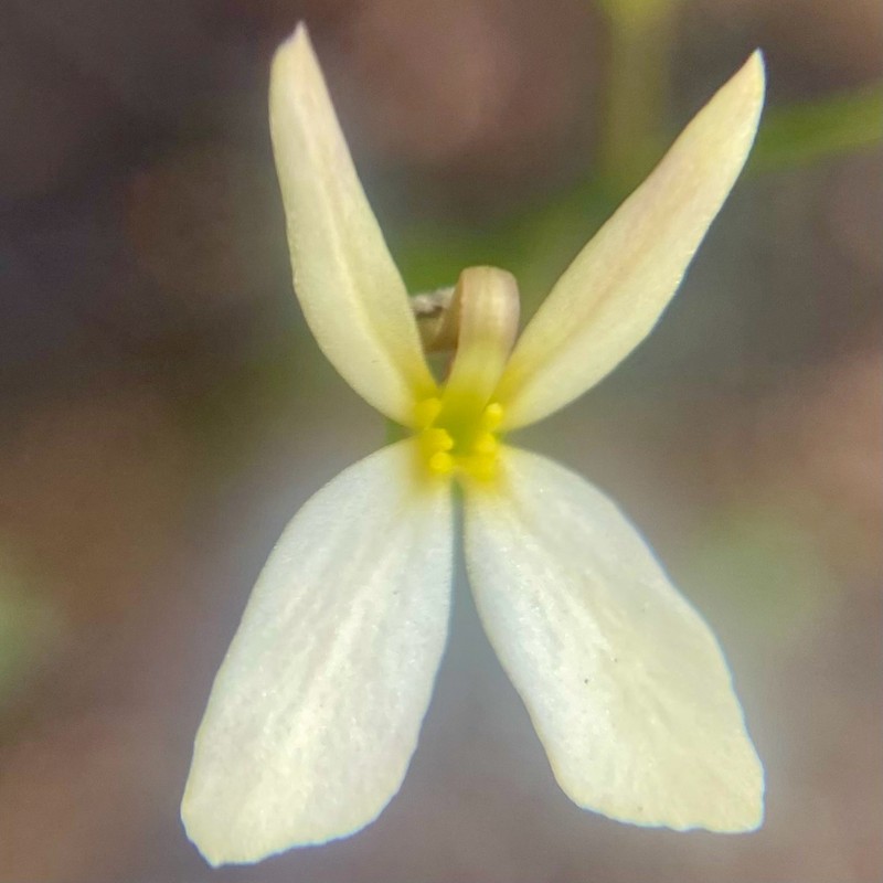 Stylidium xanthellum photo 7