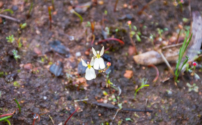 Stylidium xanthellum photo 8