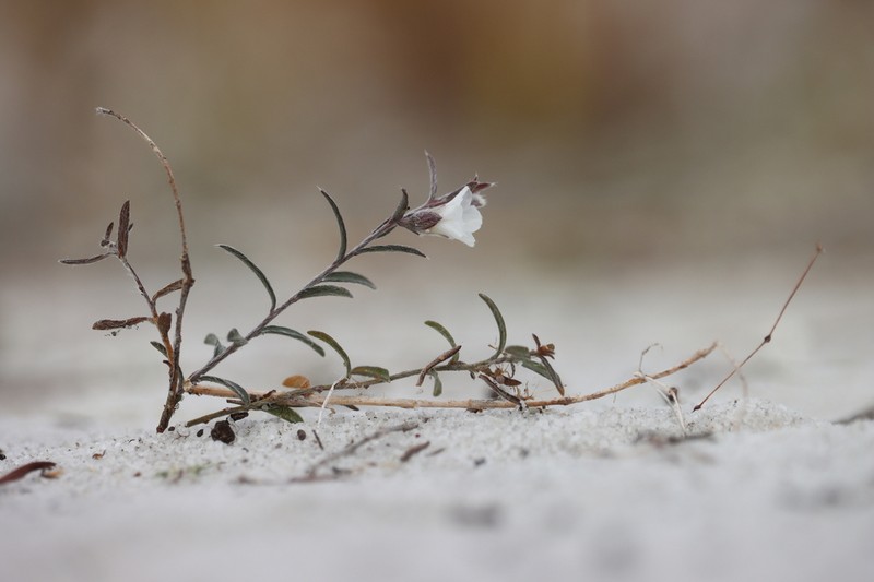 Showy Dawnflower photo 8