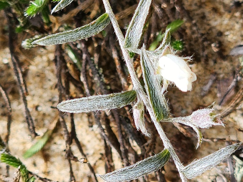 Showy Dawnflower photo 4