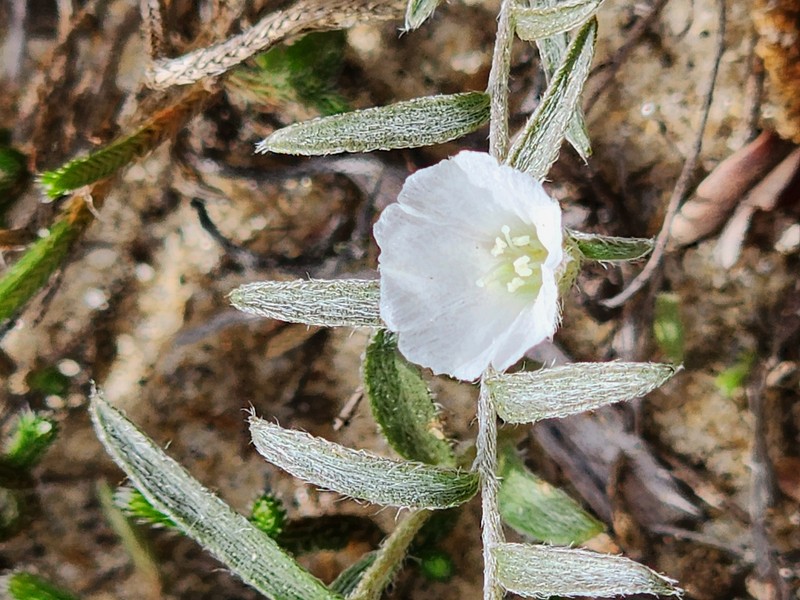 Showy Dawnflower photo 5