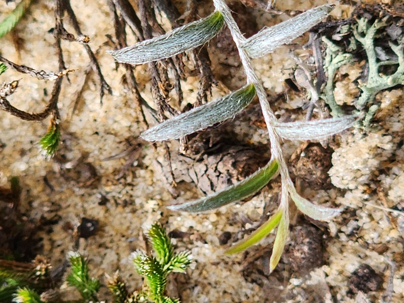 Showy Dawnflower photo 6