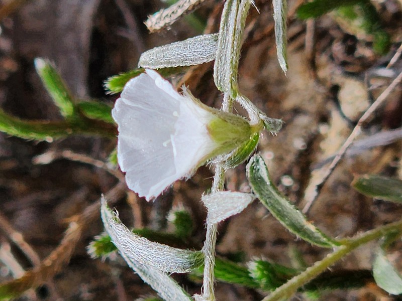 Showy Dawnflower photo 2