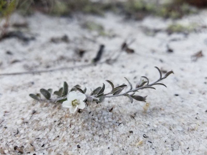 Showy Dawnflower photo 3