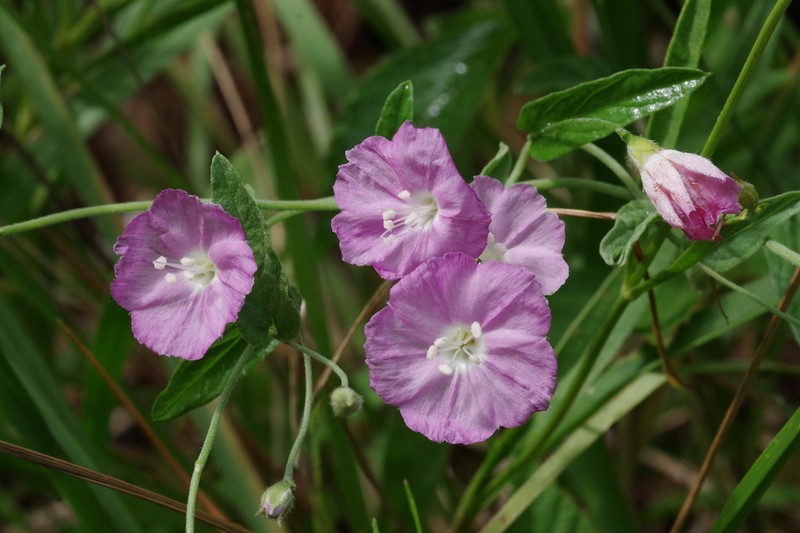 Water Dawnflower