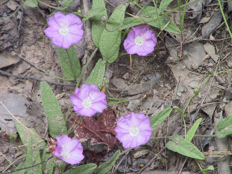 Water Dawnflower photo 2