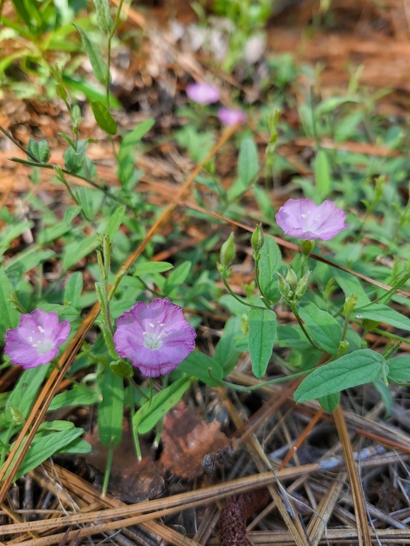 Water Dawnflower photo 6