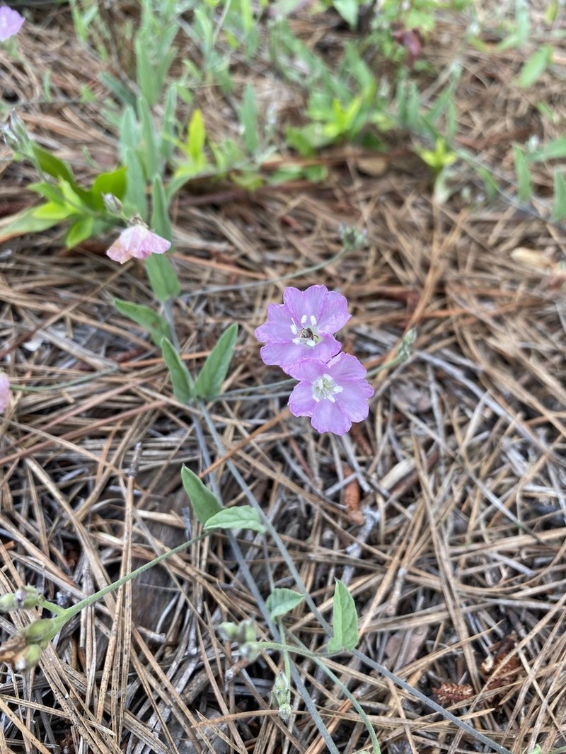 Water Dawnflower photo 7