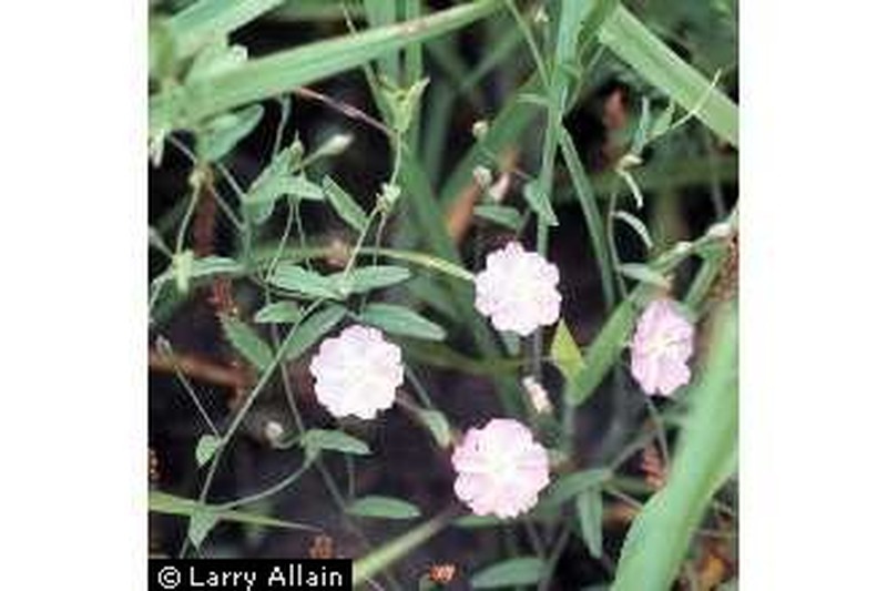 Water Dawnflower