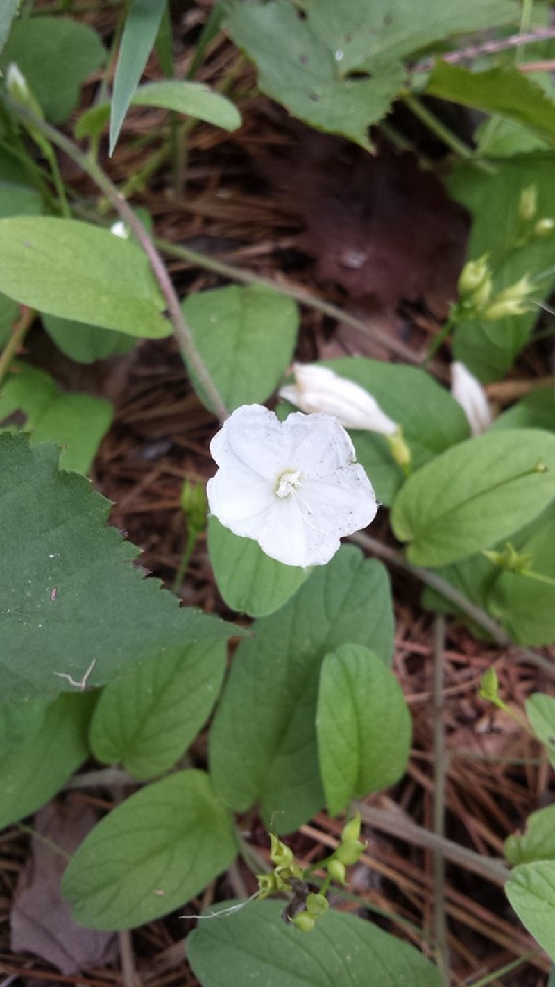 Southern Dawnflower photo 3