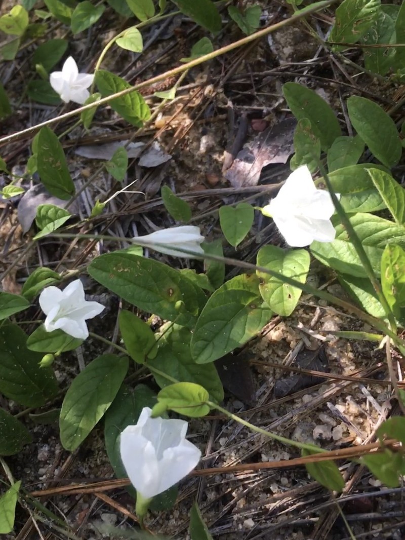 Southern Dawnflower photo 4