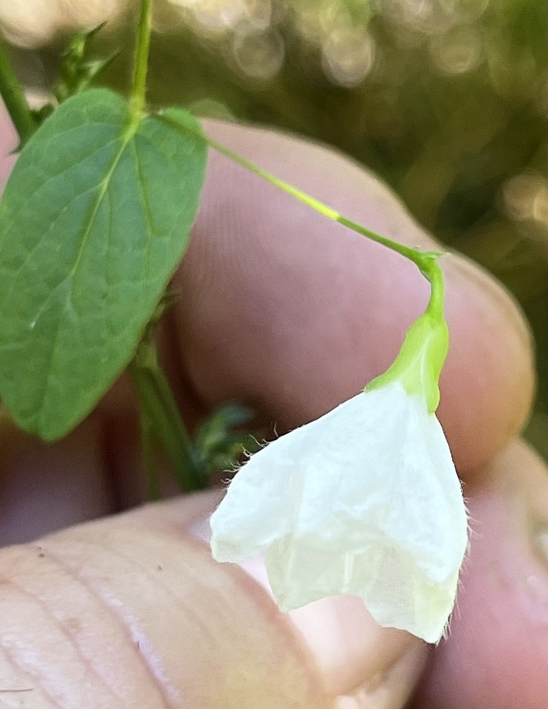 Southern Dawnflower photo 5