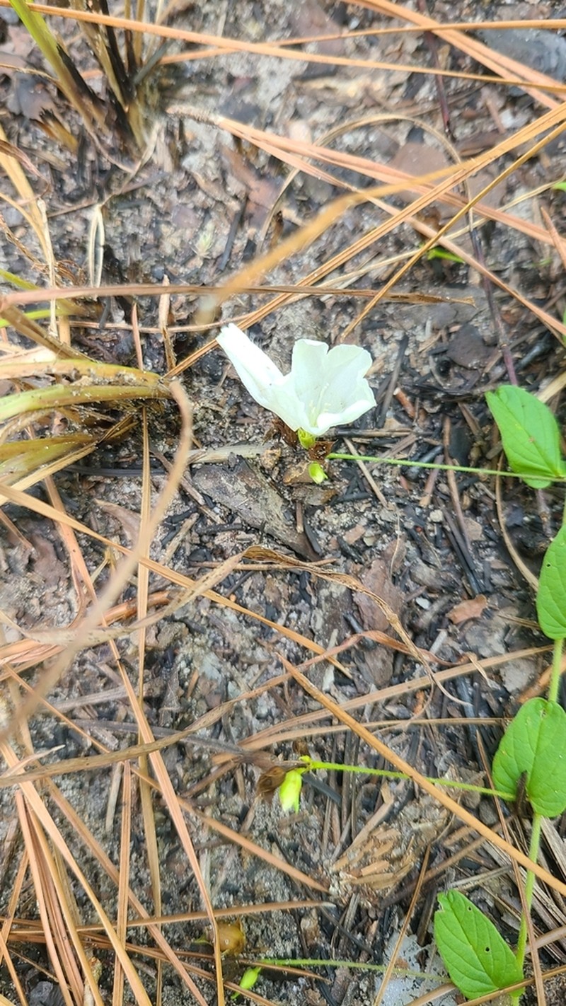 Southern Dawnflower photo 6