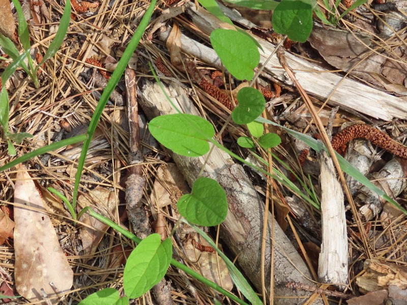 Southern Dawnflower photo 7
