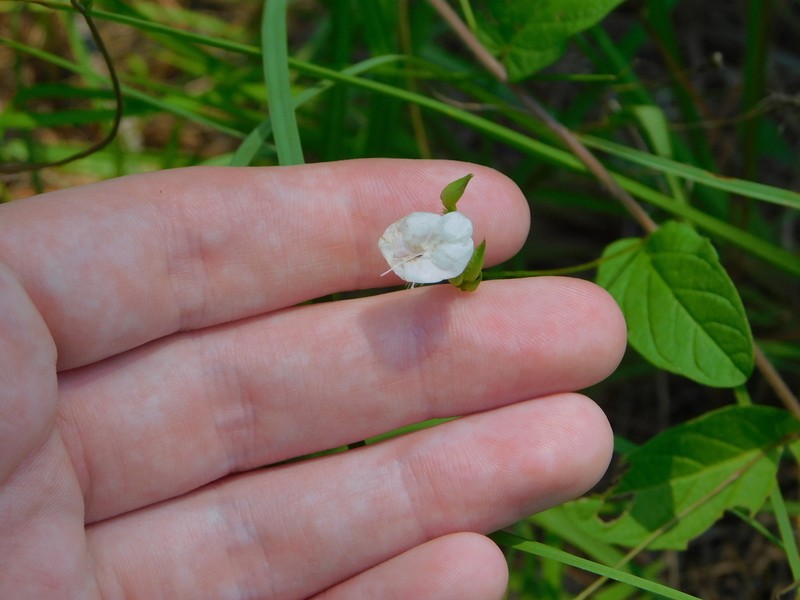 Southern Dawnflower photo 8