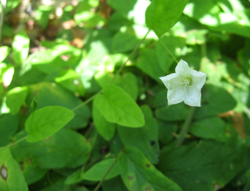 Southern Dawnflower