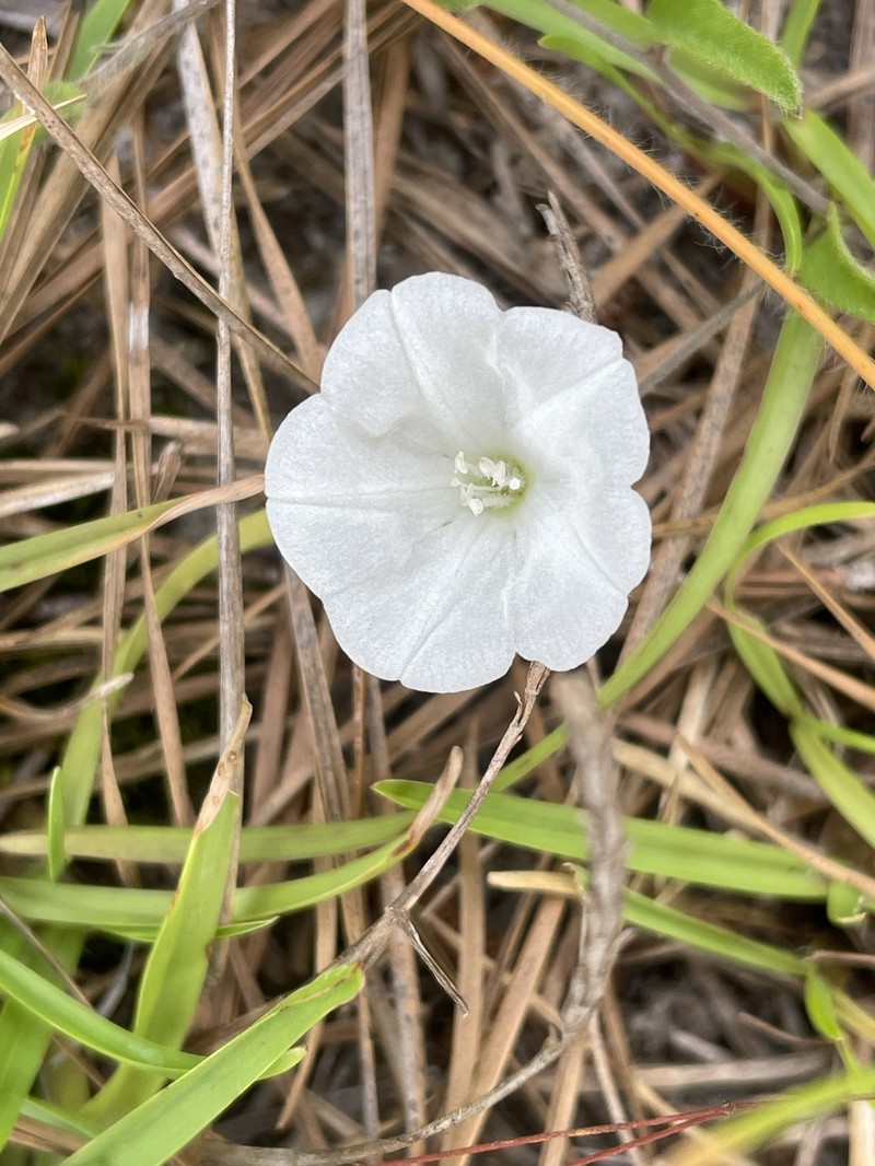 Coastal Plain Dawnflower