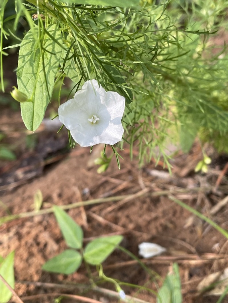 Coastal Plain Dawnflower photo 2