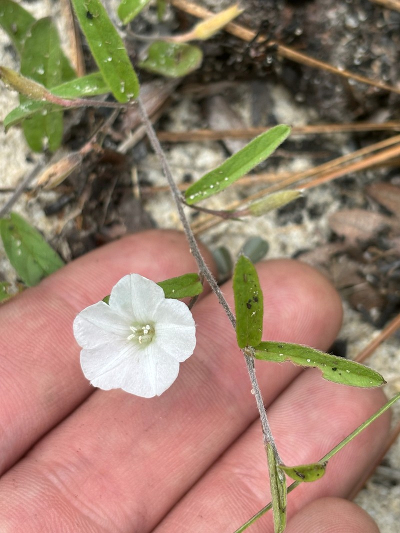Coastal Plain Dawnflower photo 3