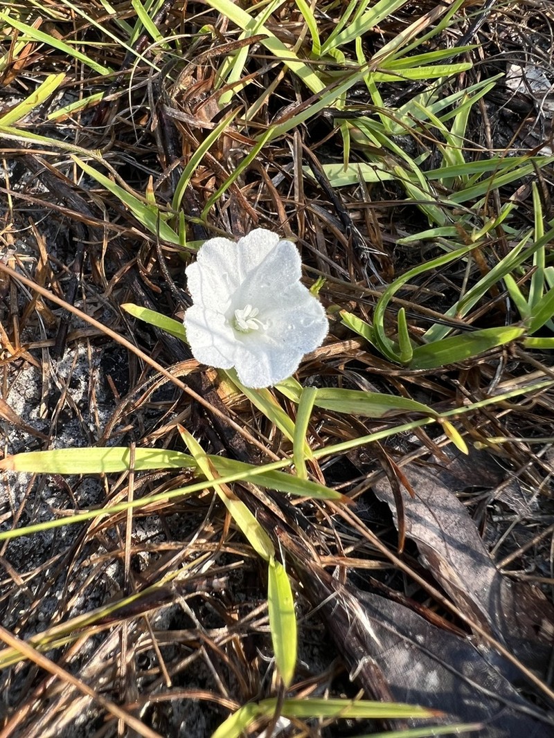 Coastal Plain Dawnflower photo 4