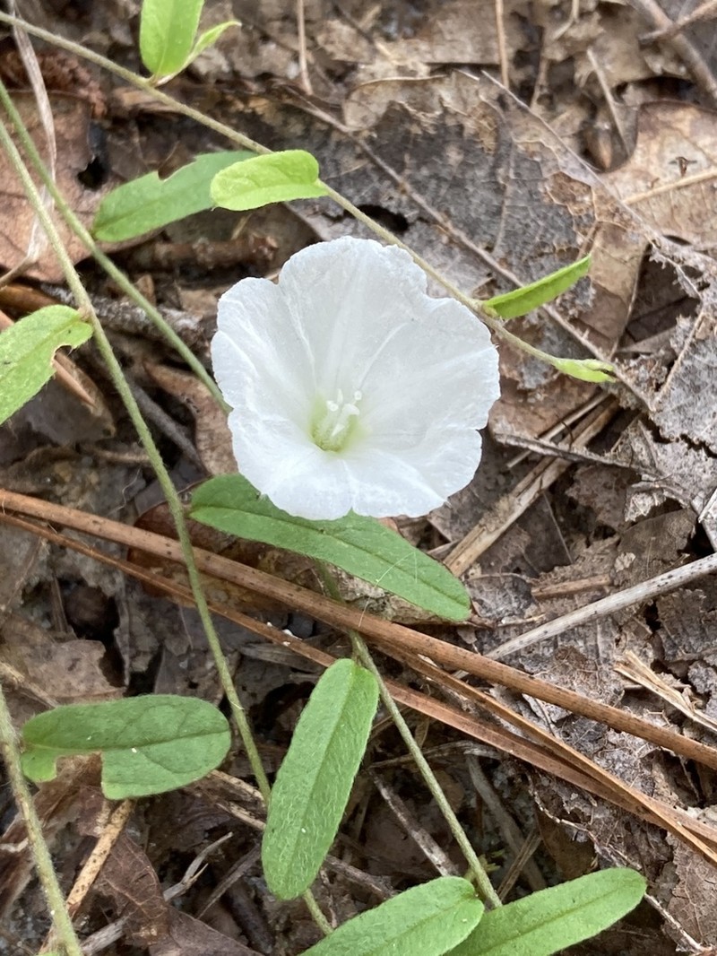 Coastal Plain Dawnflower photo 5