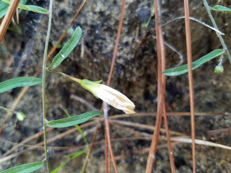 Coastal Plain Dawnflower photo 6