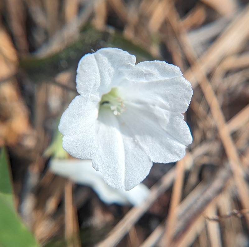 Coastal Plain Dawnflower photo 7