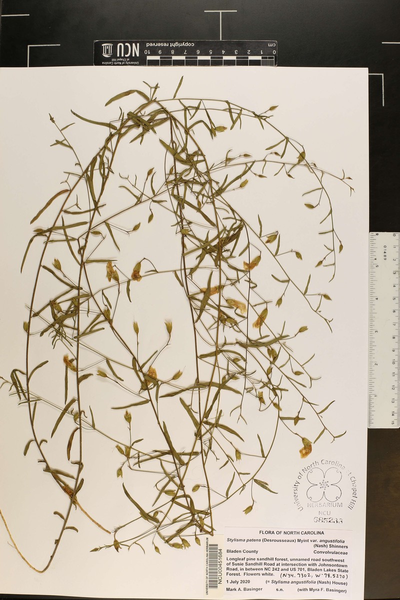 Stylisma patens var. angustifolia