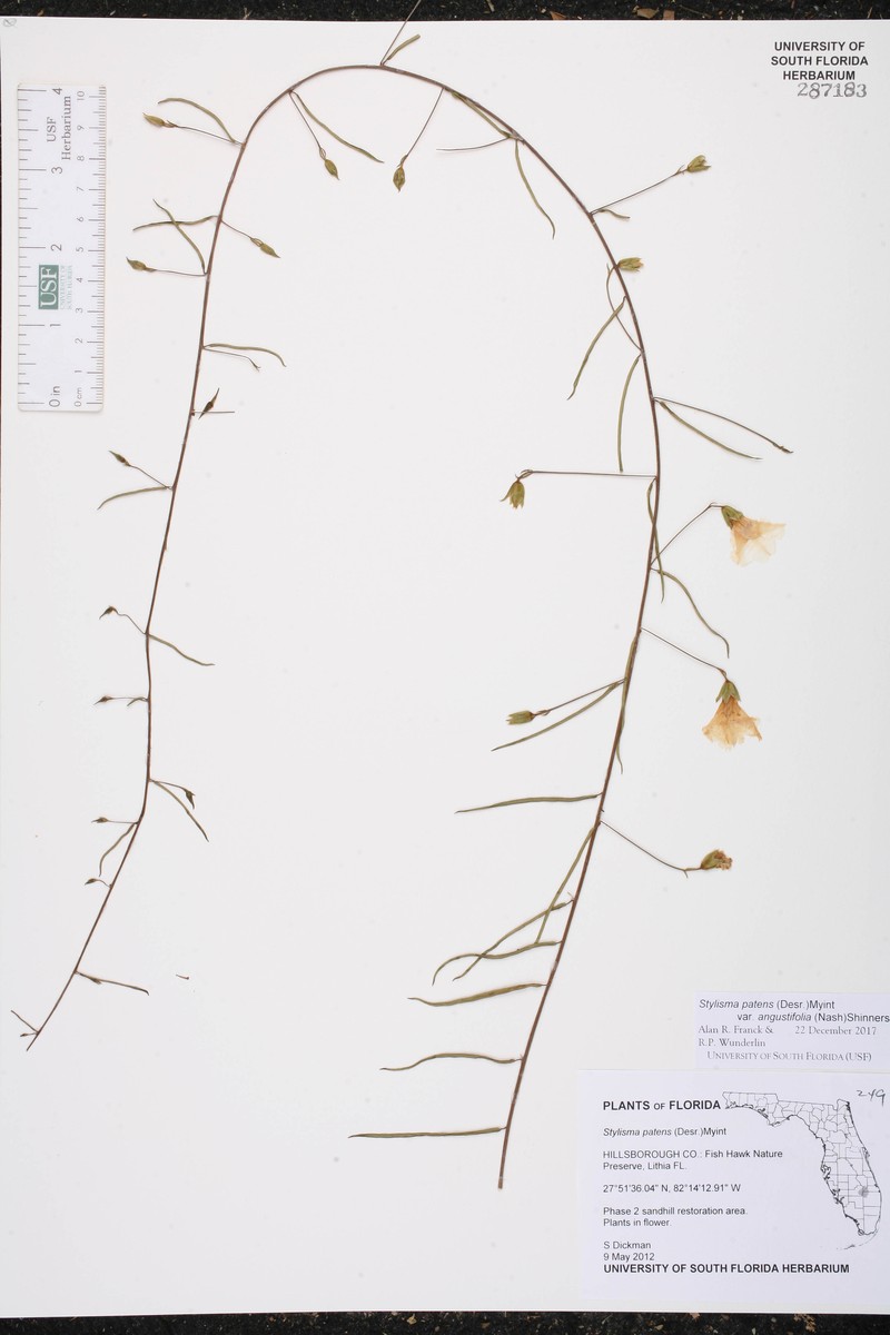 Stylisma patens var. angustifolia photo 2