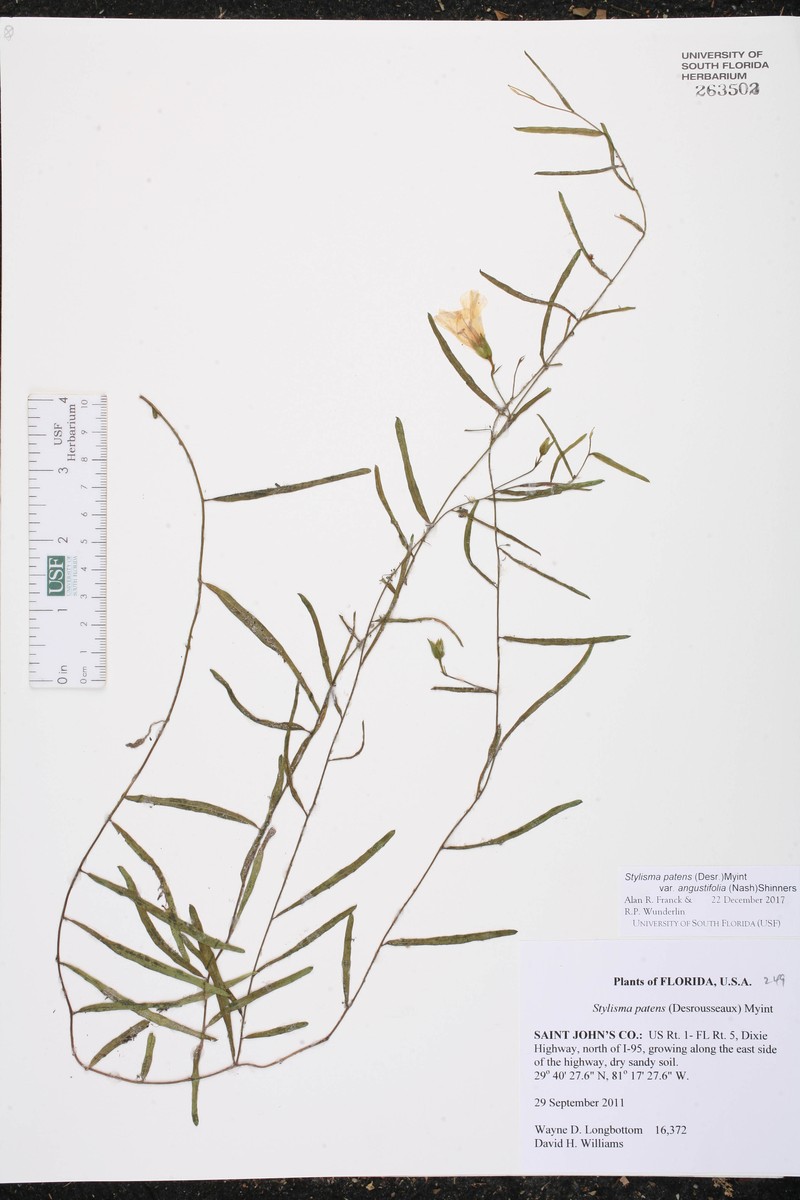 Stylisma patens var. angustifolia photo 3