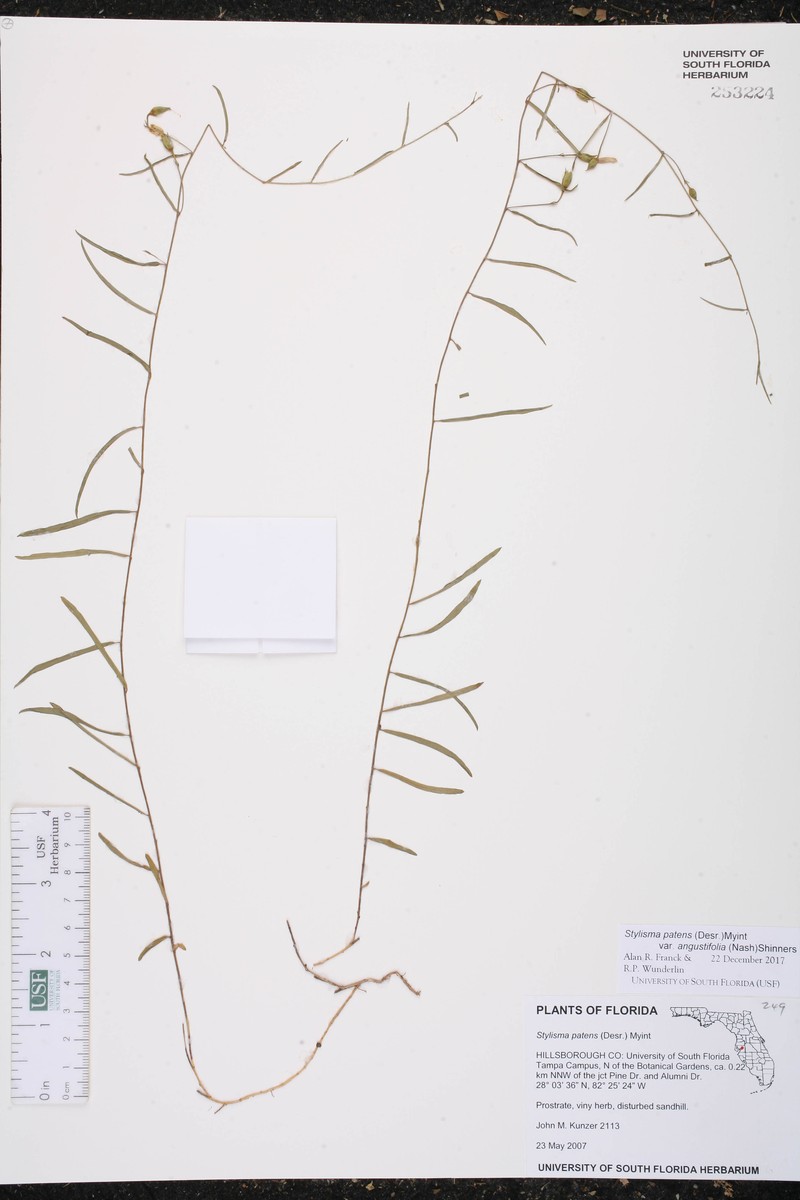 Stylisma patens var. angustifolia photo 4