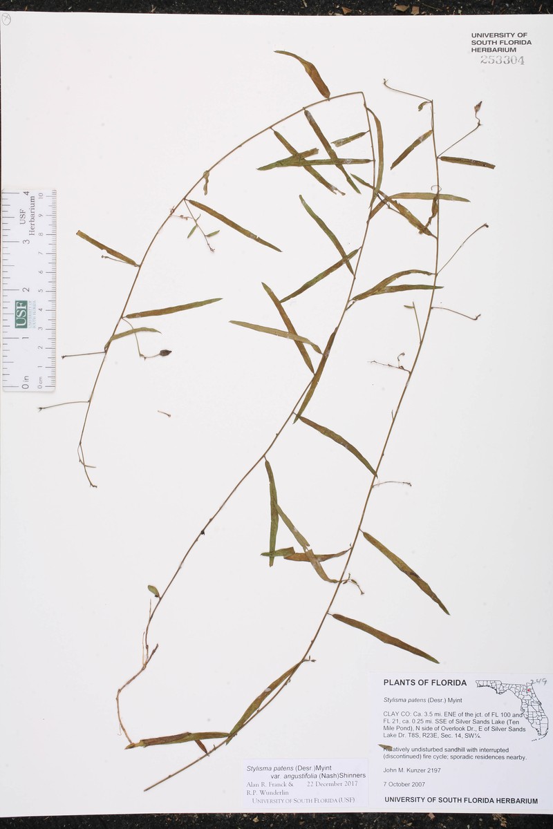 Stylisma patens var. angustifolia photo 5