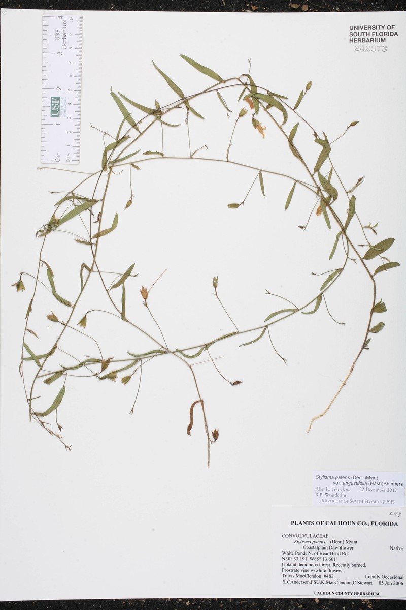 Stylisma patens var. angustifolia photo 6