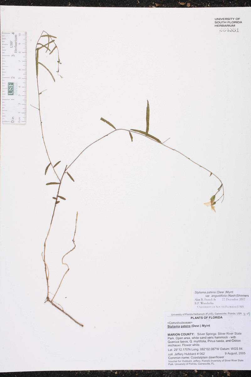 Stylisma patens var. angustifolia photo 8