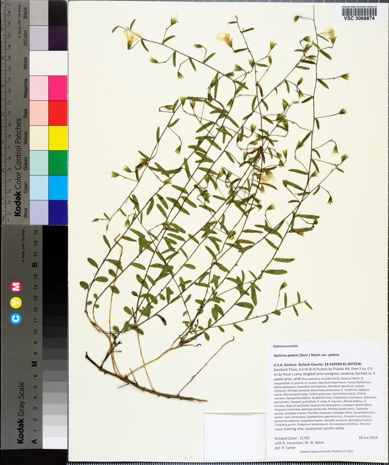 Stylisma patens var. patens