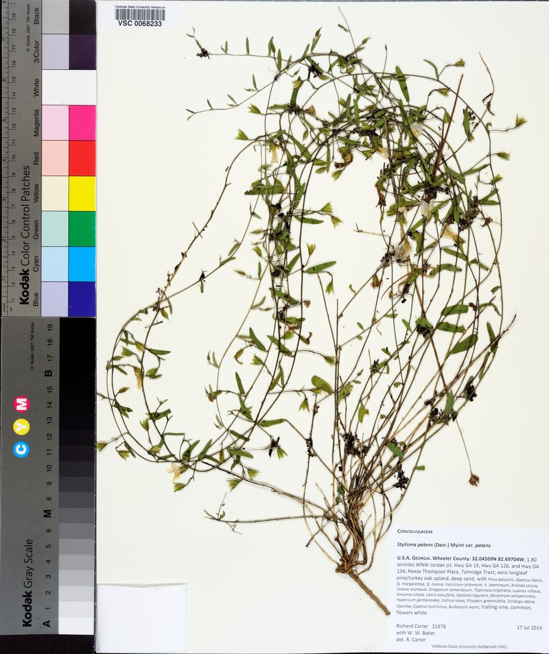 Stylisma patens var. patens photo 2