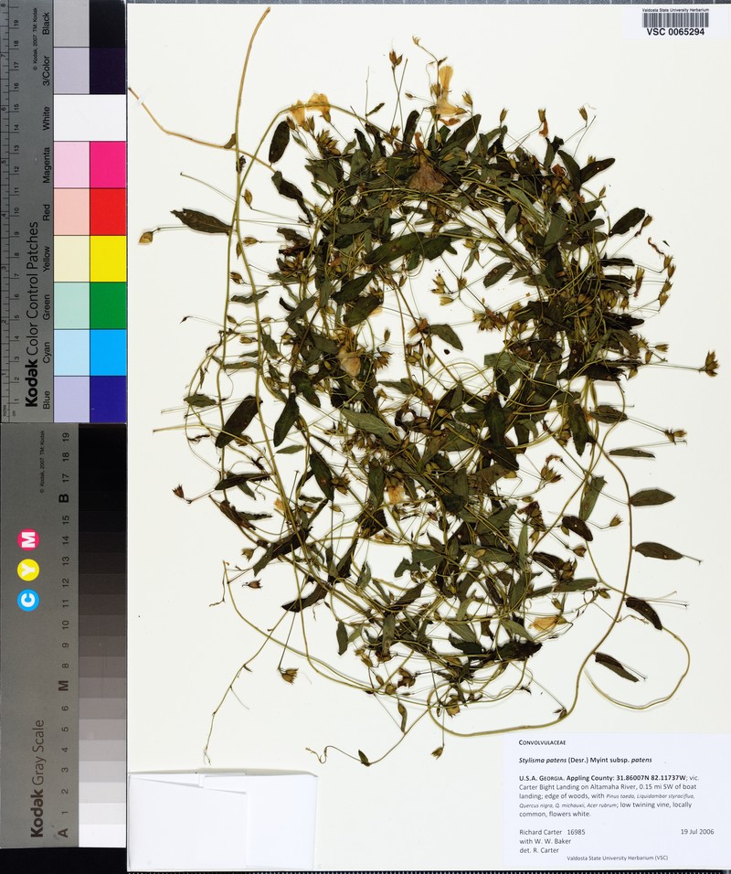 Stylisma patens var. patens photo 3