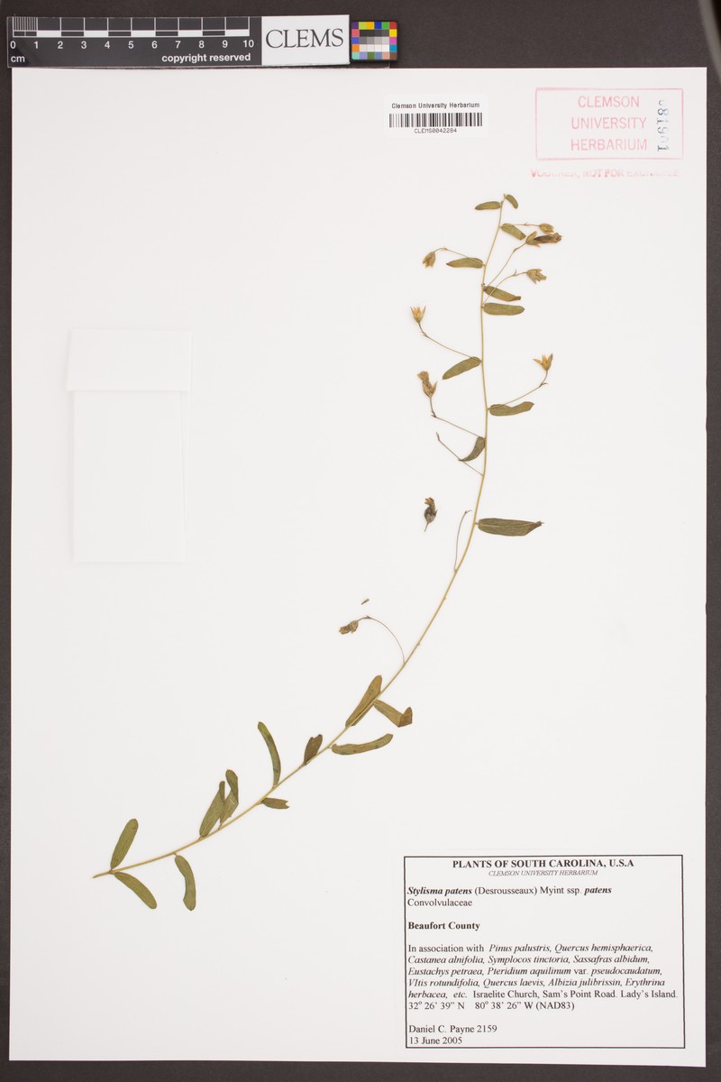 Stylisma patens var. patens photo 4
