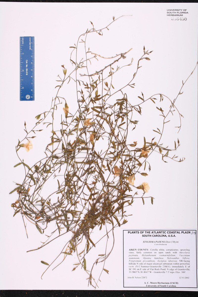 Stylisma patens var. patens photo 5