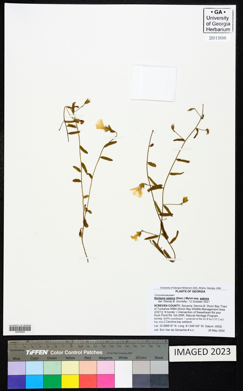 Stylisma patens var. patens photo 6
