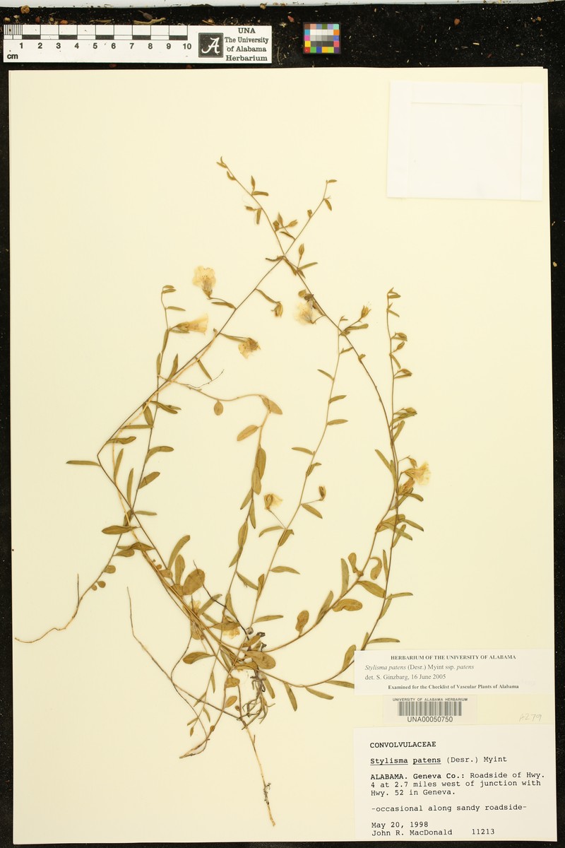 Stylisma patens var. patens photo 7