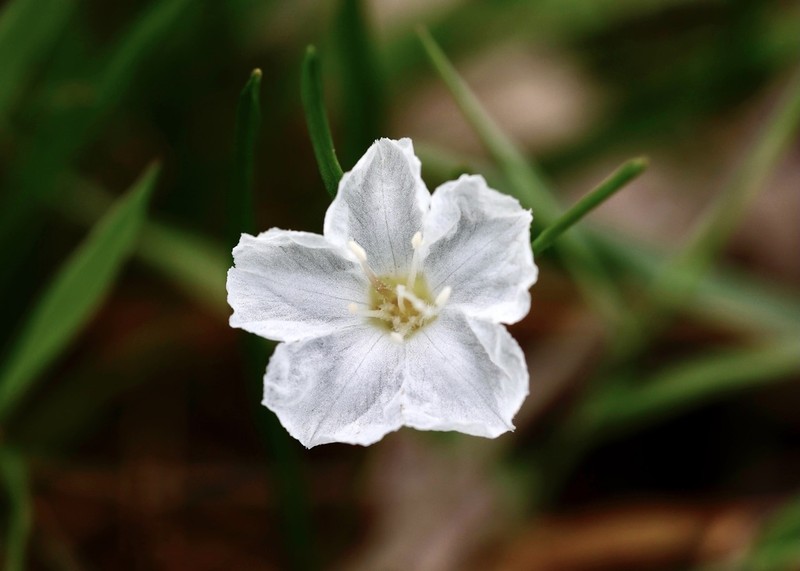 Pickering's Dawnflower photo 2