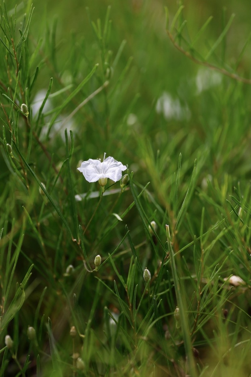 Pickering's Dawnflower photo 3