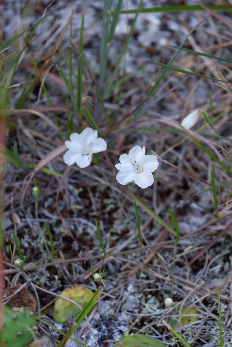 Pickering's Dawnflower photo 4