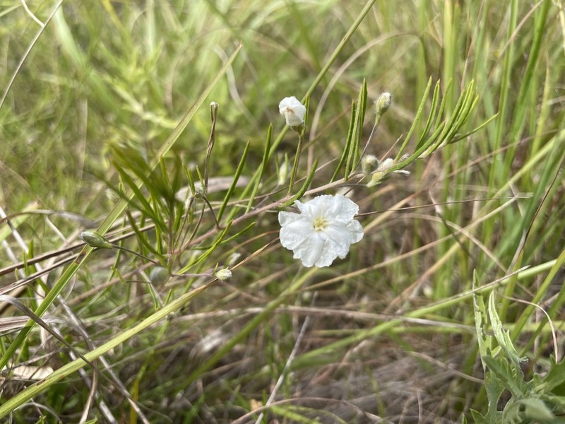 Pickering's Dawnflower photo 6