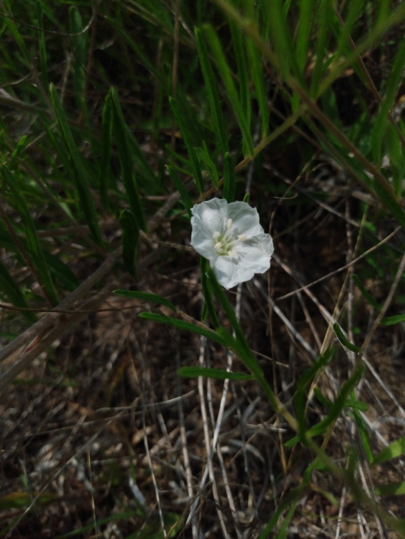 Pickering's Dawnflower photo 7