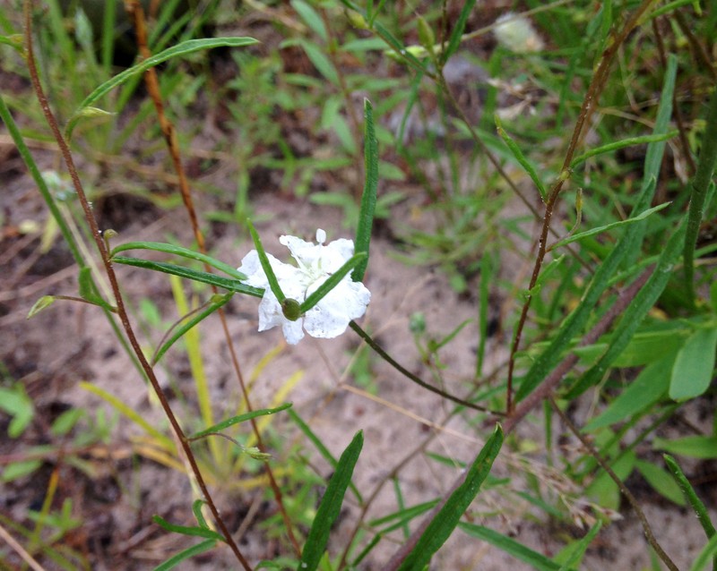 Stylisma pickeringii var. pattersonii