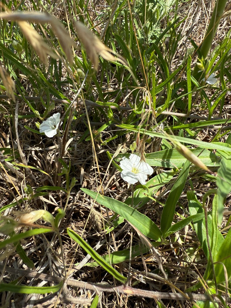 Stylisma pickeringii var. pattersonii photo 2