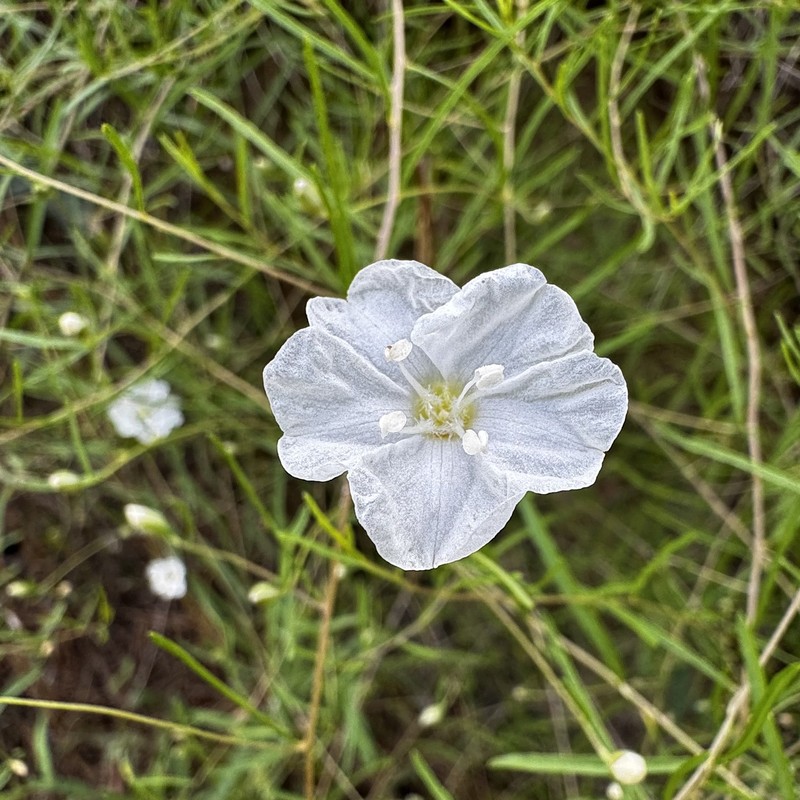 Stylisma pickeringii var. pattersonii photo 4