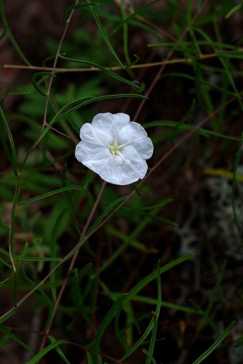 Stylisma pickeringii var. pattersonii photo 6